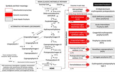 Acute Hepatic Porphyria: Pathophysiological Basis of Neuromuscular Manifestations